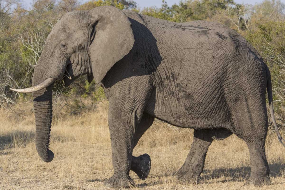 South Africa, Side view of male elephant